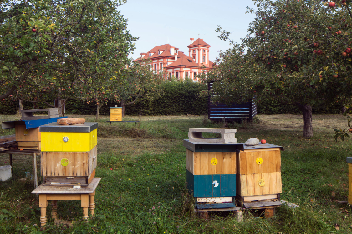 Trojský zámek- zahrada-8754