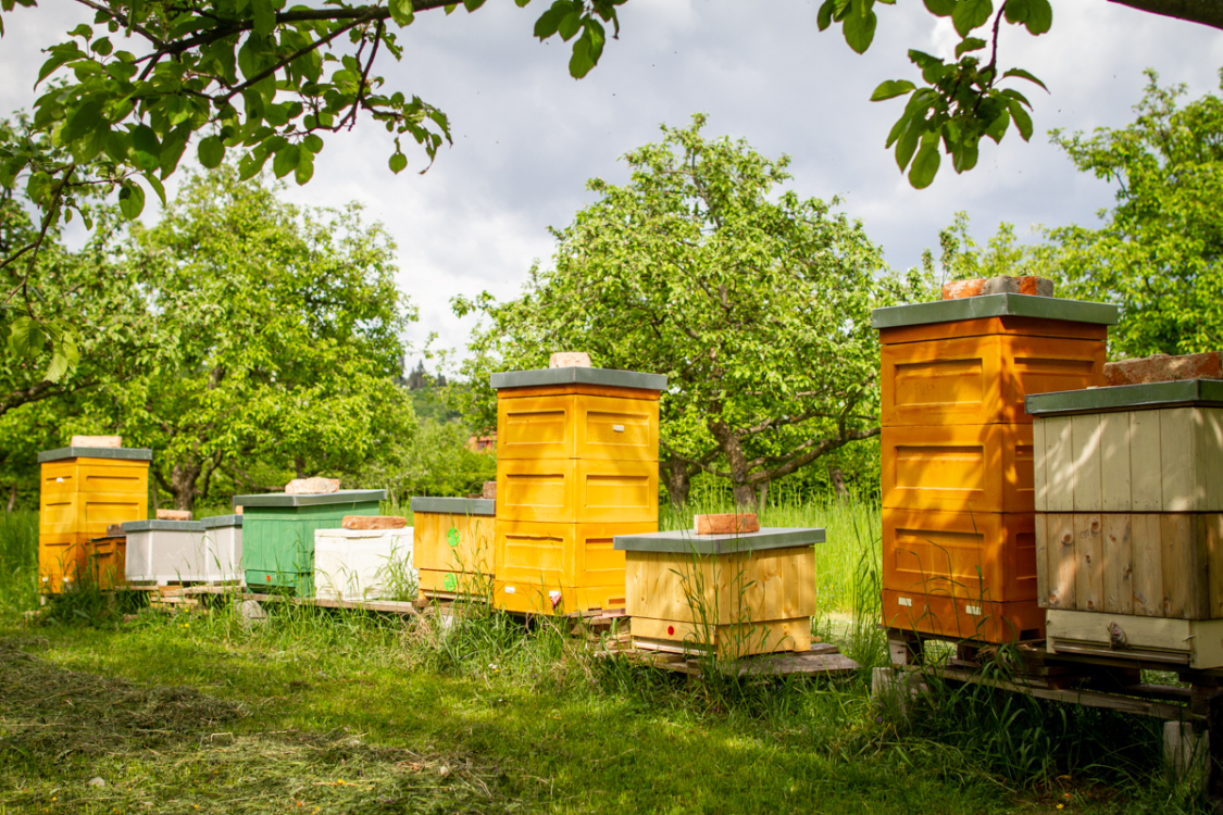 prohlídka včel s včelařem Jiřím Hejnicem, zahrada Zámku Troja, 2023. Foto Pavlína Šulcová