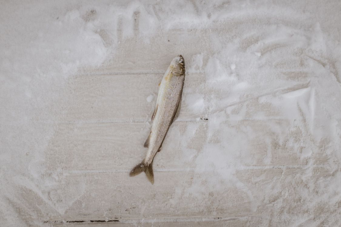 Copy of 9_DSCF7762 copy